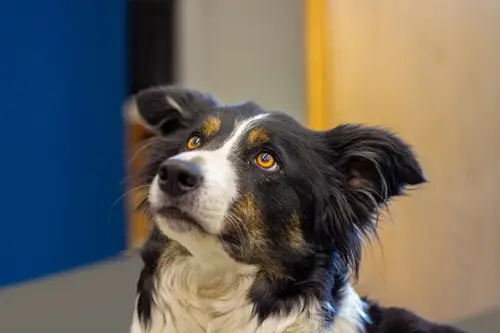 Ein Border Colli als Firmenhund schaut links an der Kamera vorbei nach oben.